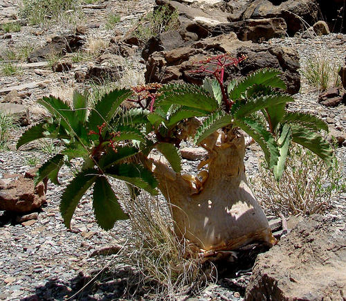 Cyphostemma bainesii image