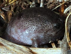 Breviceps fuscus
