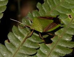 Pygoda polita