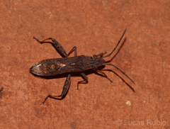 Apidaurus conspersus