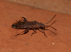 Apidaurus conspersus