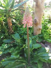 Veltheimia