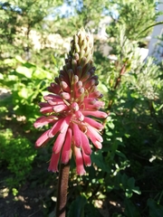 Veltheimia