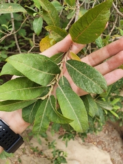 Salix pedicellata image