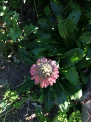 Veltheimia