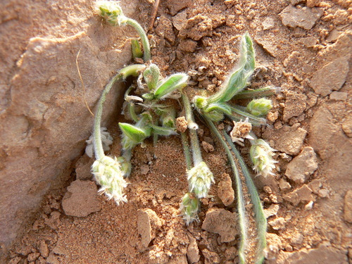 Plantago ciliata image