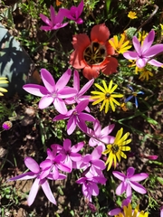 Hesperantha pauciflora