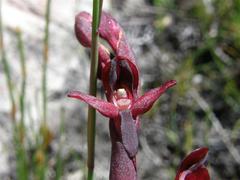 Disa ophrydea