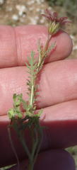 Dimorphotheca pinnata