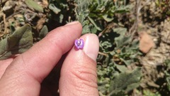Astragalus nuttallianus austrinus