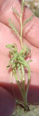 Dimorphotheca pinnata