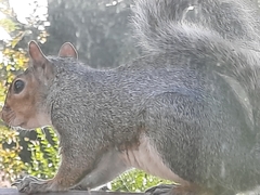Sciurus carolinensis