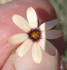 Dimorphotheca pinnata