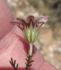 Dimorphotheca pinnata