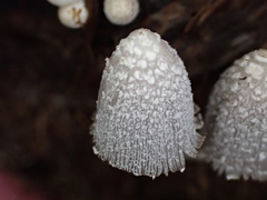 Coprinopsis urticicola
