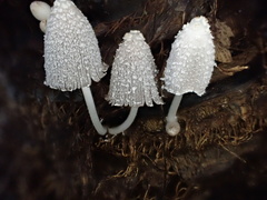 Coprinopsis urticicola