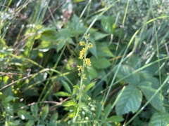 Agrimonia parviflora