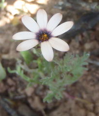 Dimorphotheca pinnata