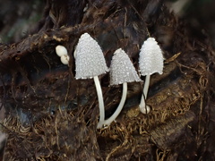 Coprinopsis urticicola