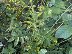 Agrimonia parviflora