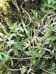 Helosciadium inundatum