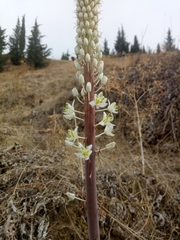 Drimia numidica