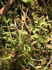 Helosciadium inundatum