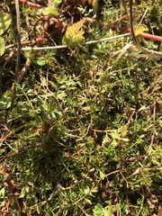 Helosciadium inundatum