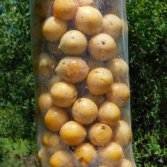 Acanthosyris spinescens