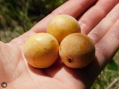 Acanthosyris spinescens