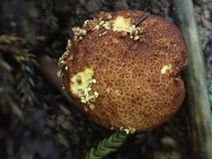 Calvatia boninensis