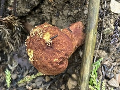 Calvatia boninensis
