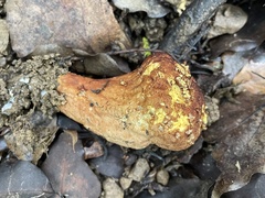 Calvatia boninensis