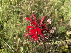 Lobelia cardinalis