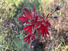 Lobelia cardinalis