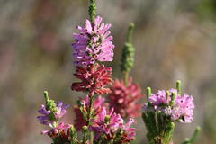 Erica verticillata