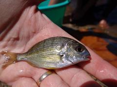 Rhabdosargus holubi
