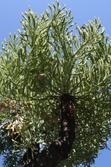 Cussonia paniculata sinuata