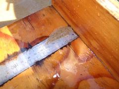 Heteromycteris capensis