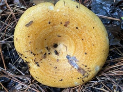 Lactarius romagnesii