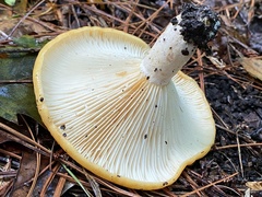 Lactarius romagnesii