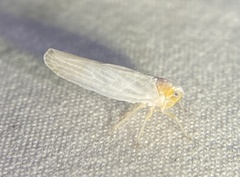 Neocenchrea heidemanni