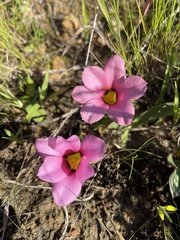 Moraea versicolor