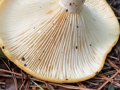 Lactarius romagnesii