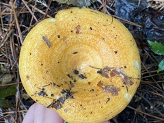 Lactarius romagnesii