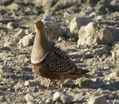 Namaqua Sandgrouse photo 3