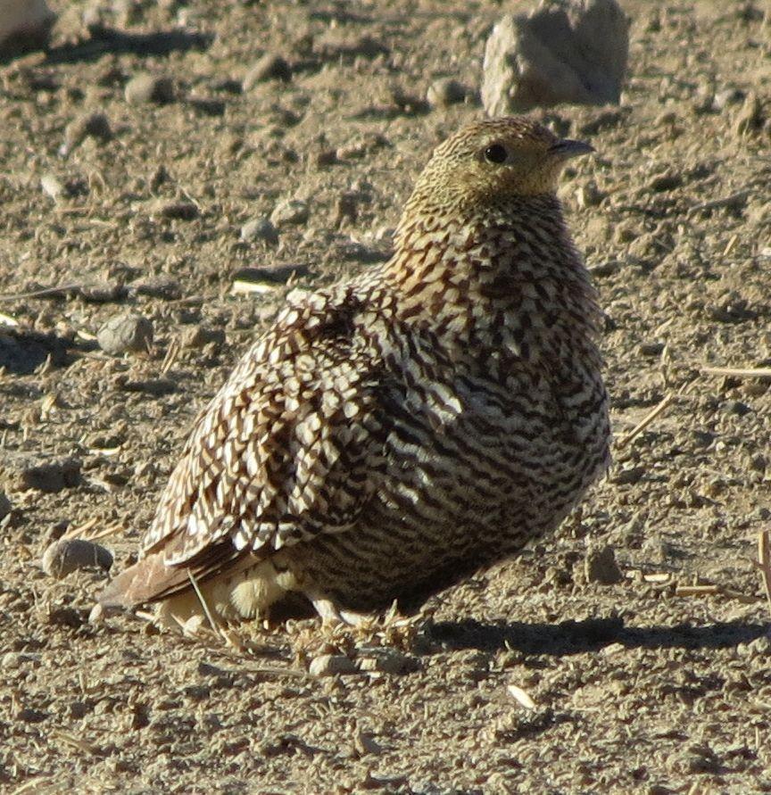 Namaqua Sandgrouse