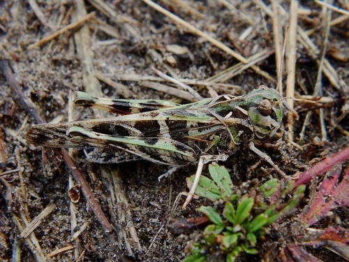 Photo of Handsome Cross Grasshopper (Oedaleus decorus)