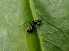 Camponotus