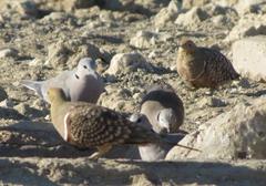 Streptopelia capicola damarensis